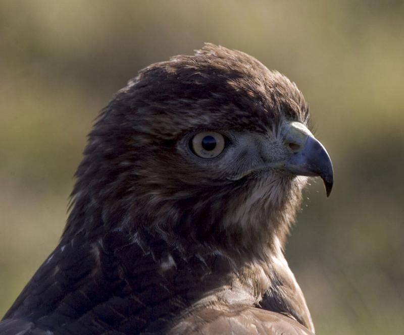 Red-tailed Hawk