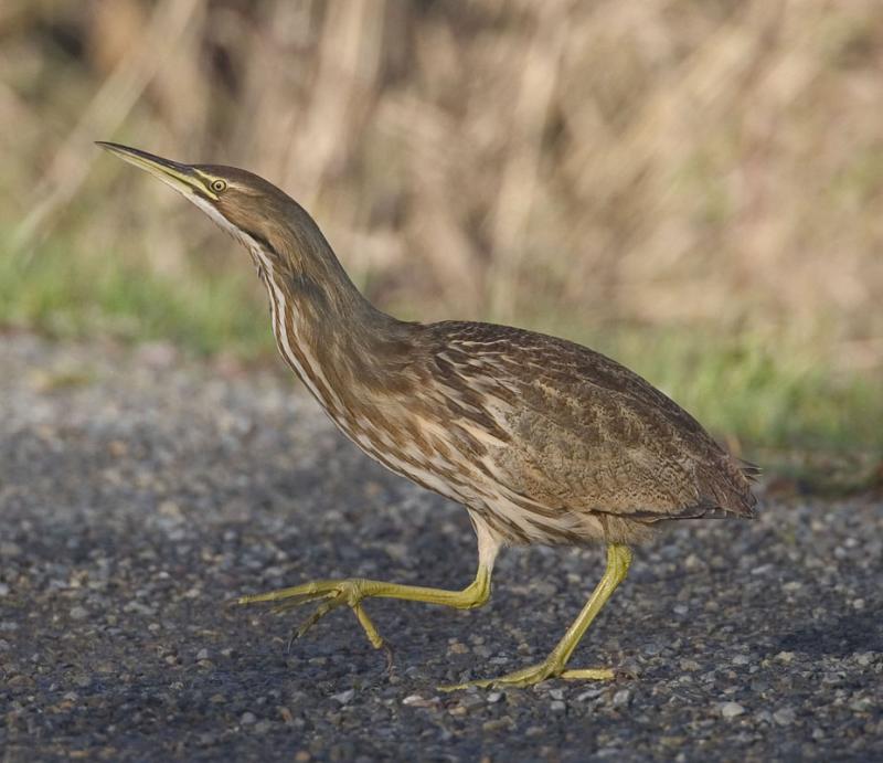 American Bittern