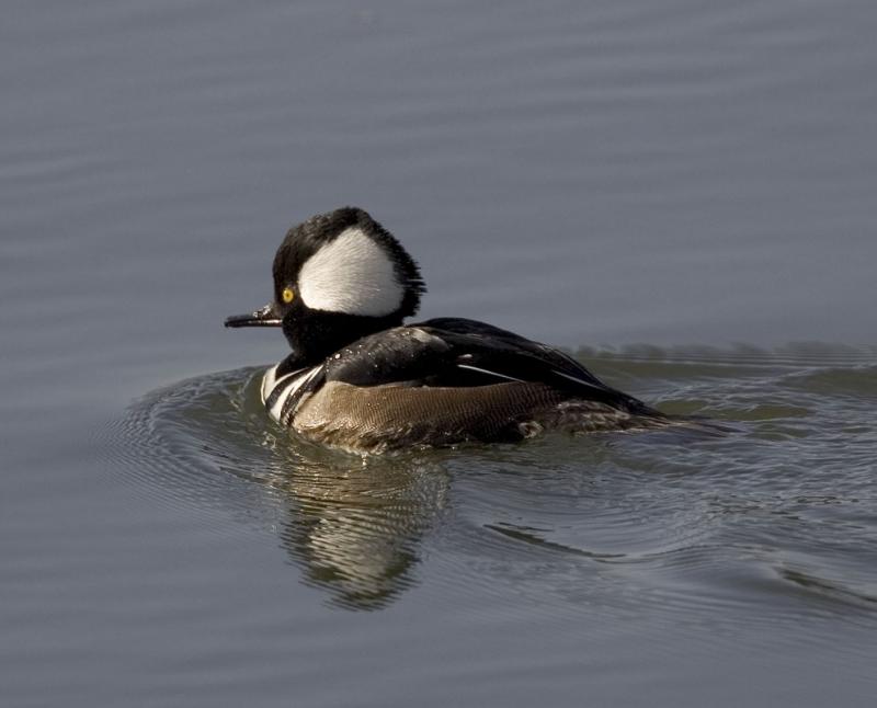 Hooded Merganser (M, breeding)