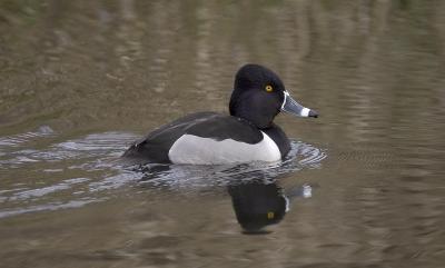 Ring-necked duck (M, breeding)
