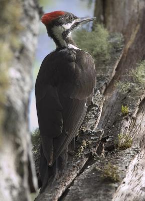 Pileated Woodpecker (F)