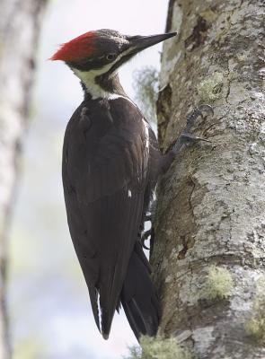 Pileated Woodpecker (F)