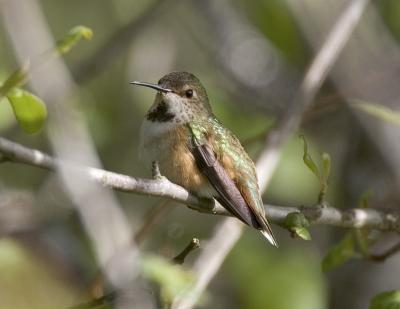 Rufous Hummingbird (F)