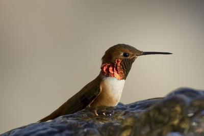 Rufous Hummingbird (M)