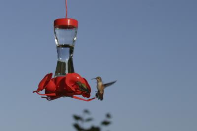 Rufous Hummingbirds