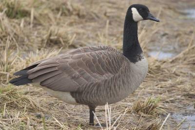 Canada Goose