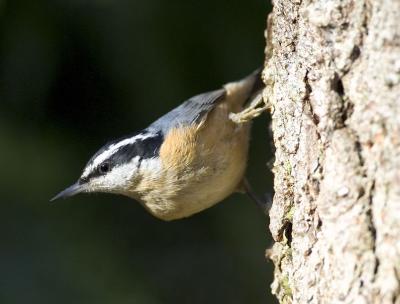Creepers Nuthatches