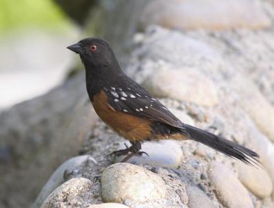 Spotted Towhee (M)