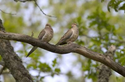 Mourning Doves (F, M)