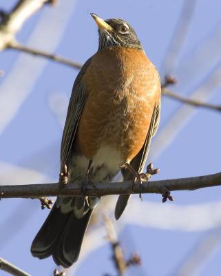 American Robin