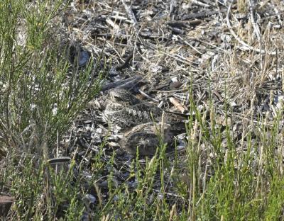 Common Nighthawk and chick