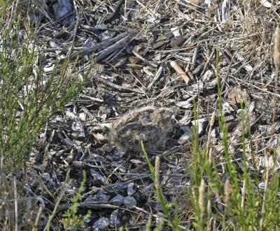 Common Nighthawk chick