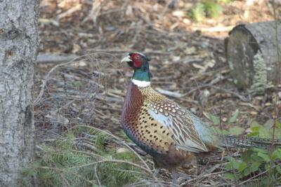 Ring-necked Pheasant (introduced)