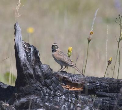 Horned Lark (Pacific Northwest)