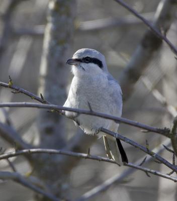 Northern Shrike