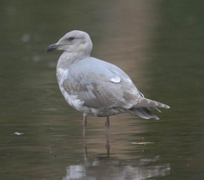 Second year glaucus-winged gull