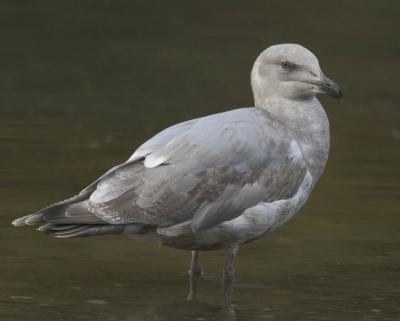 Second year Glaucus-winged Gull