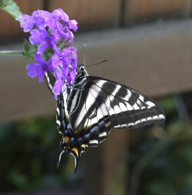 Pale swallowtail (Papilio eurymedon)