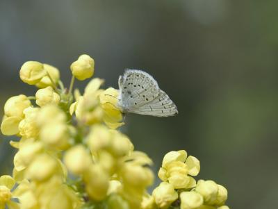 Spring azure (Celastrina argiolus echo)