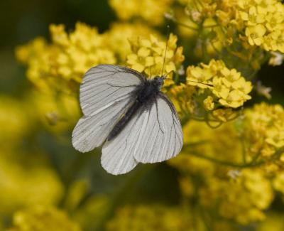 Margined White (Pieris marginalis marginalis)