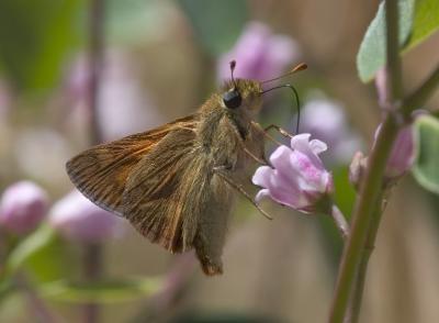 Woodland skipper (Ochlodes sylvanoides)