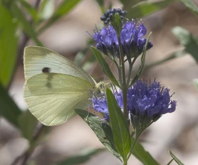 Cabbage White (Pieris rapae)