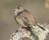 Golden crowned sparrow
