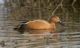 Cinnamon Teal (M, breeding)