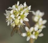 Western saxafrage  Saxifraga integrifolia