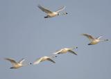 Tundra Swans