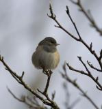 Dark-eyed Junco (F)