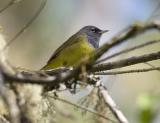 MacGillivrays Warbler (M)