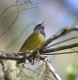 MacGillivrays Warbler (M)