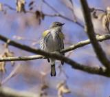 Yellow-rumped Warbler