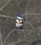 Belted Kingfisher (F)