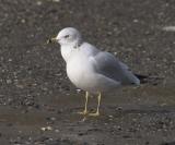 Ring-billed Gull