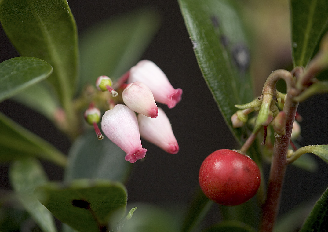 Arctostaphylos uva-ursi