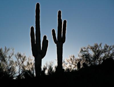 Cacti in the early sun