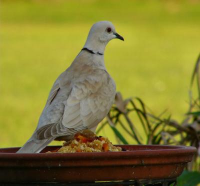 doves