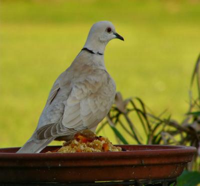 guarding the goodies.jpg