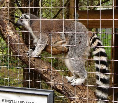 ringtailed lemur with baby.jpg