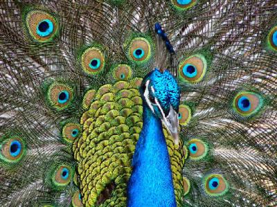 peacock portrait 2.jpg