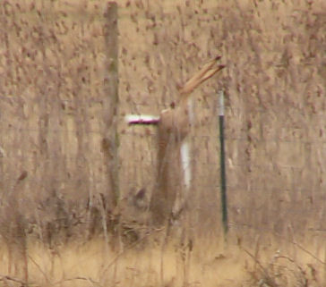 deer