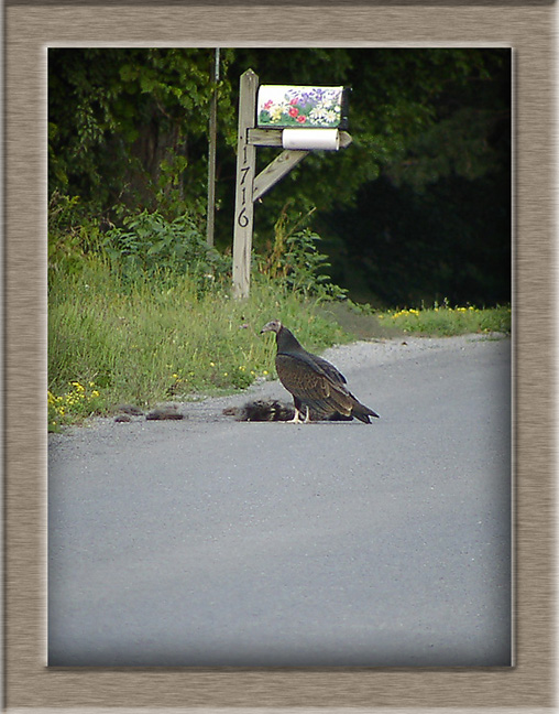 Road Vulture Stew