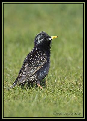 Common Starling 5