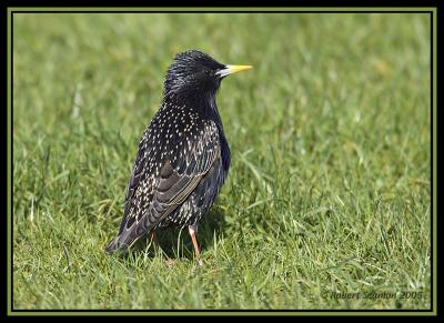 Common Starling 4