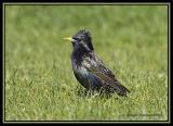 Common Starling 1