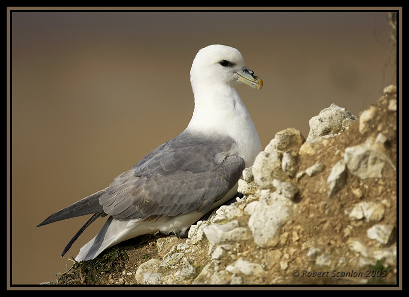 Fulmar 1