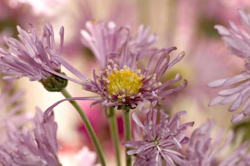 more mums (large)