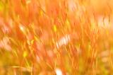 moss fronds macro (large)